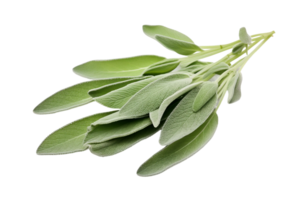 AI generated Sage Leaf Elegance on transparent background. png