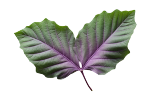 AI generated Fig Leaf Elegance on transparent background. png