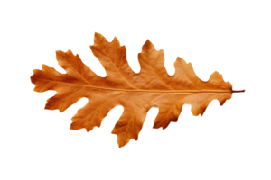 AI generated Oak Leaf Elegance on transparent background. png