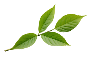 AI generated Tea Leaf Elegance on transparent background. png