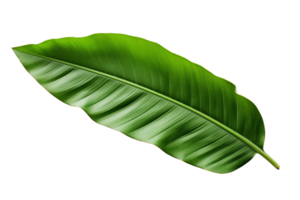 AI generated Banana Leaf on transparent background. png