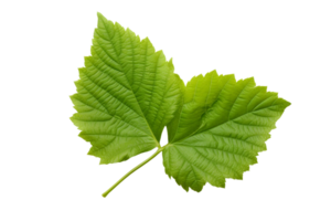 AI generated Mulberry Leaf Elegance on transparent background. png