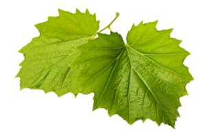 AI generated Grape Leaf Elegance on transparent background. png