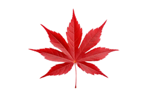 AI generated Japanese Maple Leaf Elegance on transparent background. png