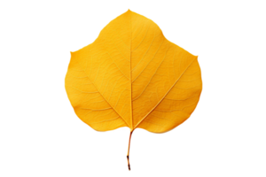 AI generated Aspen Leaf Elegance on transparent background. png