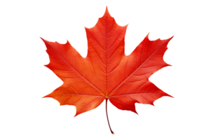 AI generated Maple Leaf Elegance on transparent background. png