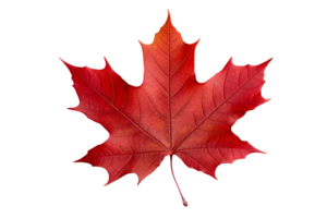 AI generated Maple Leaf Elegance on transparent background. png