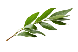 AI generated Bay Leaf Elegance on transparent background. png