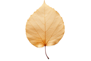 AI generated Birch Leaf's Natural Beauty on transparent background. png