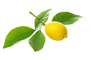 ai genererad citron- blad elegans på transparent bakgrund. png