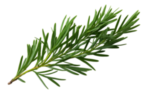 AI generated Juniper Leaf Elegance on transparent background. png