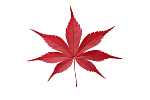 AI generated Japanese Maple Leaf Elegance on transparent background. png