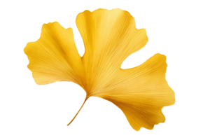 ai gegenereerd ginkgo blad elegantie Aan transparant achtergrond. png