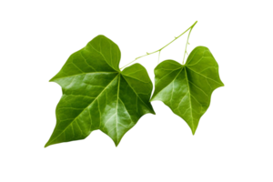 AI generated Ivy Leaf Elegance on transparent background. png