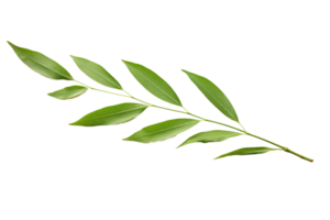 AI generated Willow Leaf Elegance on transparent background. png