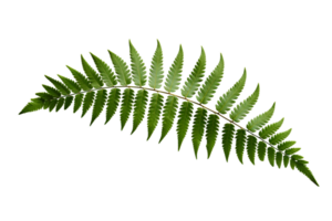 AI generated Fern Leaf Elegance on transparent background. png