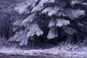 a snowy forest with trees and a pond photo