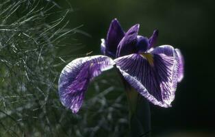 a purple iris flower is shown in front of some tall grass photo