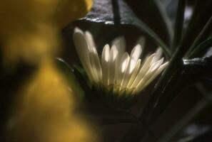 a close up of a flower with yellow and green leaves photo