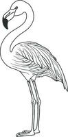 Pink flamingo bird without background vector