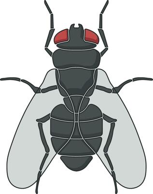 vector fly without background