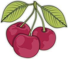 cherry with leaves vector