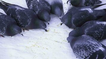 A large flock of pigeons in winter eating millet in winter park. Media. Street pigeons eating millet in the Park photo