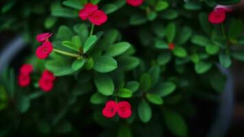 krona av taggar växt i de trädgård. röd euphorbia blommor i en pott. video