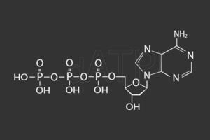 dATP nucleotide molecular skeletal chemical formula vector