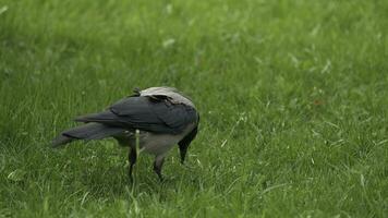 A raven holds his food prize. Portrait of a black crow, raven or rook. Black jungle crow standing and eating a piece of bread on the green grass. photo