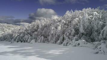 Top view of the forest in winter. Shot. Top view of snowy forest trees. Winter landscape in the forest. Frosty forest. Nature photo