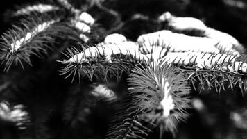 Beautiful natural winter background. pine tree branches covered with snow. Frozen tree branch in winter forest. Close up of a Coniferous covered with hoarfrost early in the morning. Selective focus photo