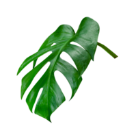 leaf monstera isolated png