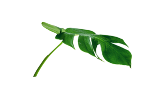 vert feuilles motif, feuille monstera isolé png