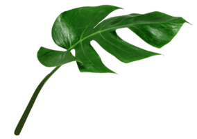 leaf monstera isolated, Green leaves pattern png