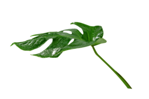 verde folhas padrão, folha monstera isolado png