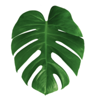 leaf monstera isolated, Green leaves pattern png