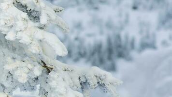nieve montaña picos y arboles en el esquí complejo. video. parte superior parte de árbol rama cubierto con invierno blanco nieve, con verde denso pino bosque y lejos muchos picos montaña tapas en el nieve foto