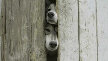 dos perros mirando mediante un de madera cerca. video. dos caza perros en pie a el cerca en el aldea. dos perro cachorros en el jaula foto