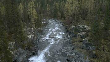 Beautiful nature from a drone. Clip. A clear river next to a forest with tall fir trees and stones flows in the direction of photo