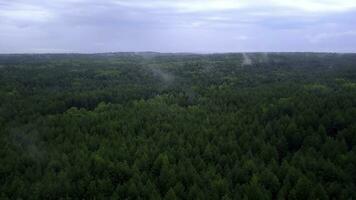 Interesting view from the drone. Beautiful green forest with tall trees on a green hill. photo