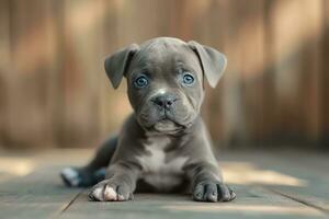 AI generated National Puppy Day with cute purebred blue nose American Bully puppy photo