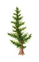 Watercolor illustration of a lush green pine tree. Forest plant element from spruce or pine. Christmas tree object isolated. Evergreen pine for decorating a garden, forest, park png