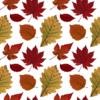 Pattern yellow and red autumn leaves herbarium. Agriculture, eco friendly, organic farm. It's perfect for postcards, posters, banners, invitations, greeting cards, prints. Isolated png