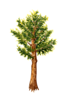 Watercolor illustration of a lush green cedar tree. Forest coniferous evergreen tree element isolated. Background element for the design of gardens, landscapes, parks, forests png