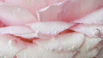 Close up of a rose bud underwater covered by tiny air bubbles. Stock footage. Floral background of a light pink rose. photo