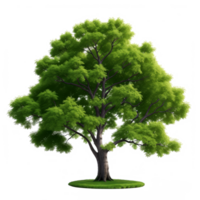 AI generated Green tree isolate on transparent background.Generative AI. png