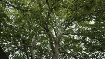 Walking under the summer tree. Action. Bottom view of the tree trunk and big branches with lush green leaves on cloudy sky background. photo