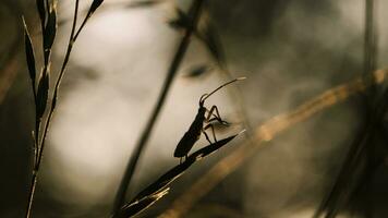 A beetle in the grass. Creative. A beetle in dry grass in macro photography crawls along a stalk of sharp grass . photo