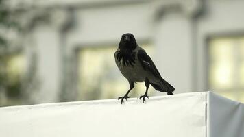 a crow is sitting on a Billboard and then flies away. Hooded Crow Flying in the Sky with Wings Spread photo